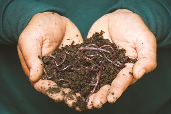 Lutte biologique : les nématodes hb contre les nuisibles